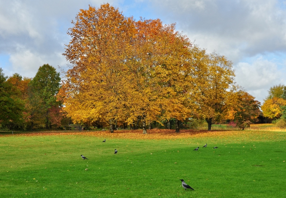 Die Krähen aus dem Britzer Garten.....