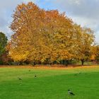 Die Krähen aus dem Britzer Garten.....