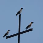 Die Krähen singen Halleluja ;-)