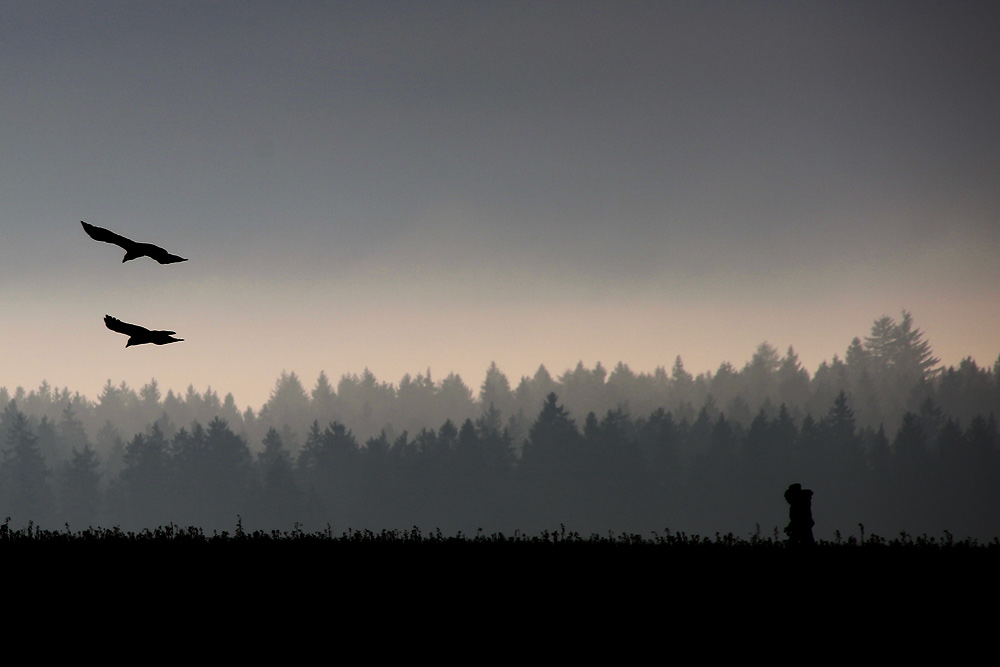 die Krähen und der Spaziergänger