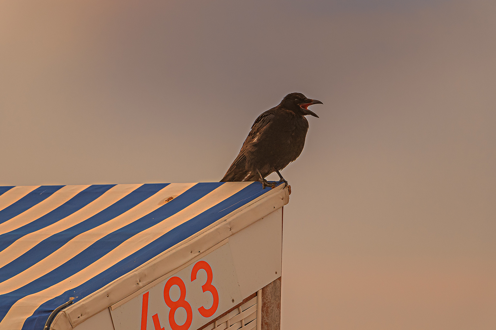 Die Krähen waren auch schon auf Norderney