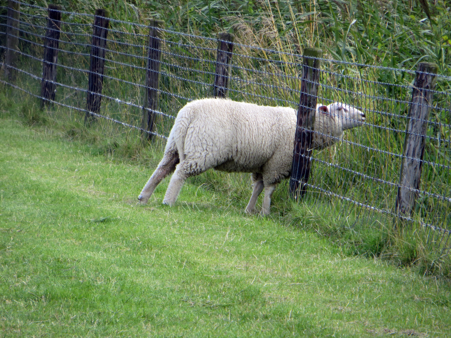 Die Kräuter hinter dem Zaun schmecken viiiel besser!