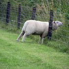 Die Kräuter hinter dem Zaun schmecken viiiel besser!