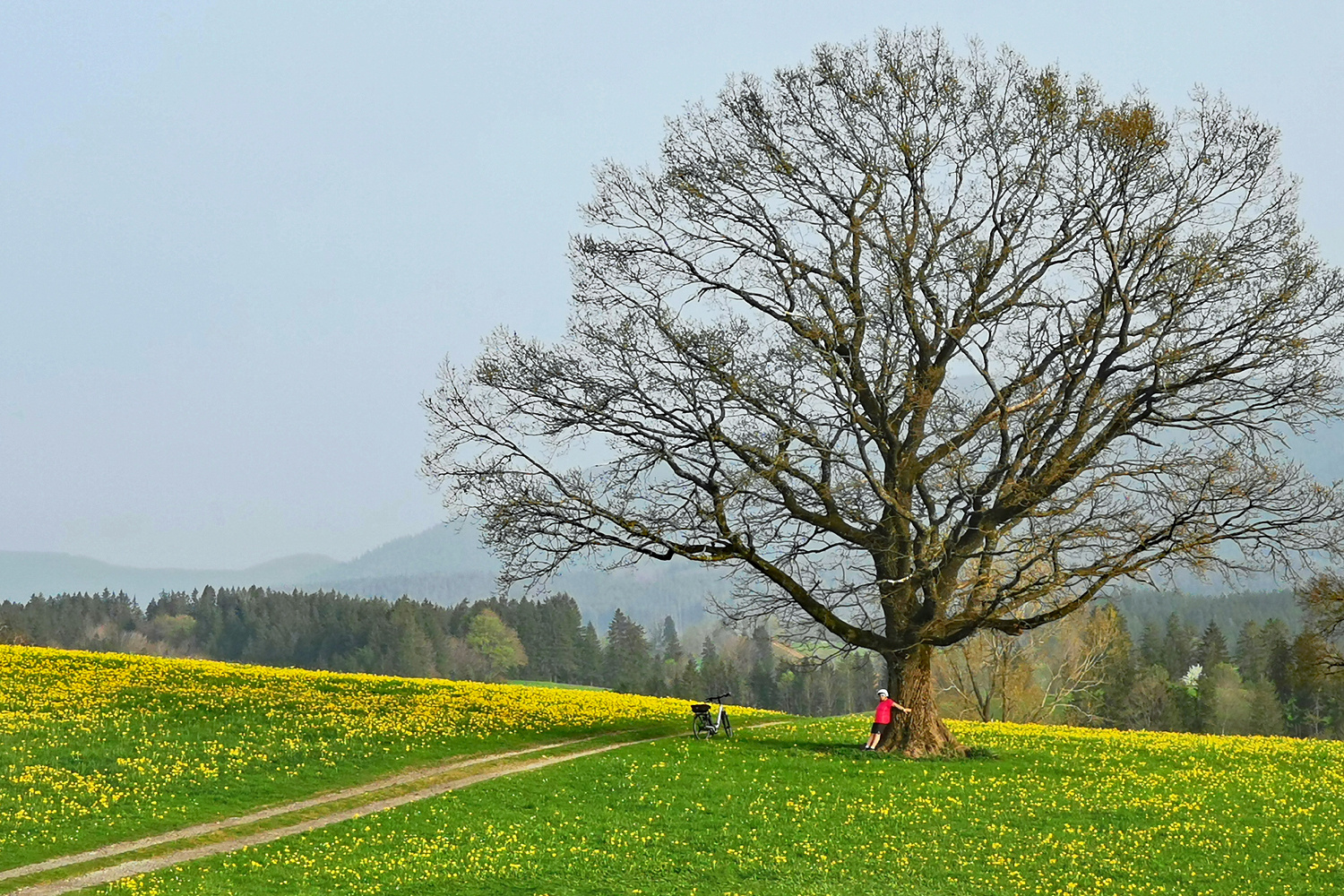 Die Kraft der Bäume!