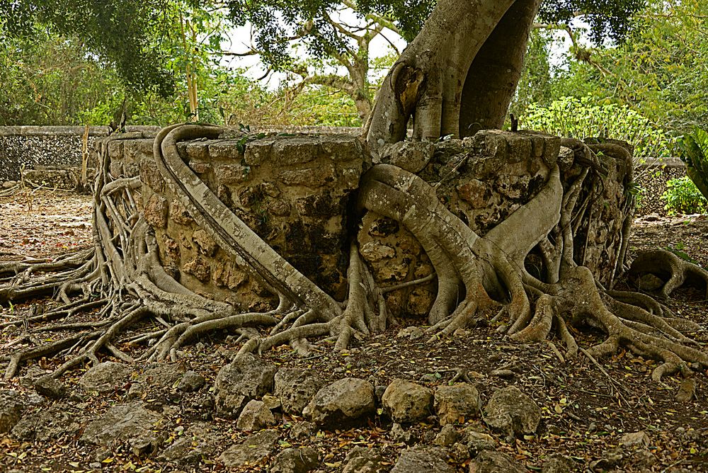 Die Kraft der Baumwurzel sprengt Gemäuer (in Mexiko aufgenommen)