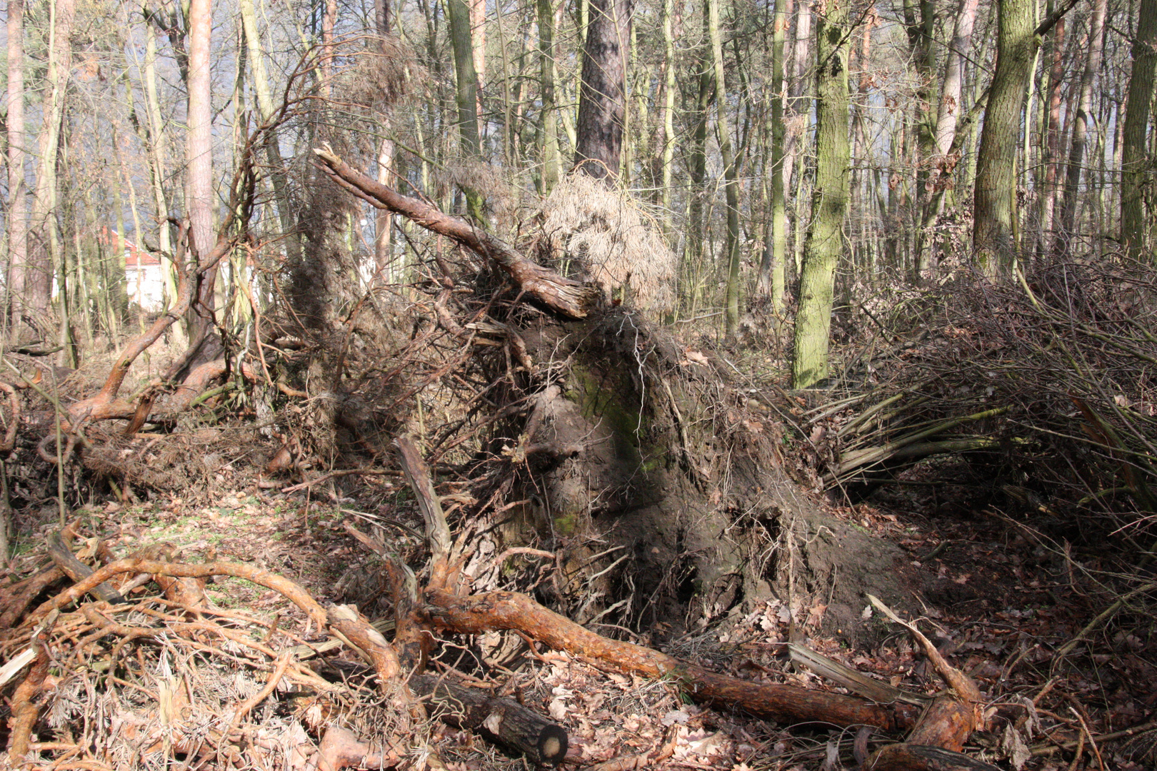 die kraft der natur