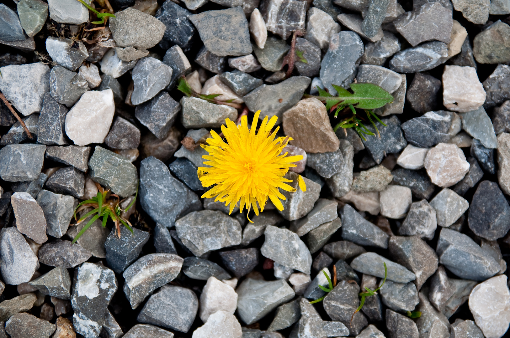 Die Kraft der Natur