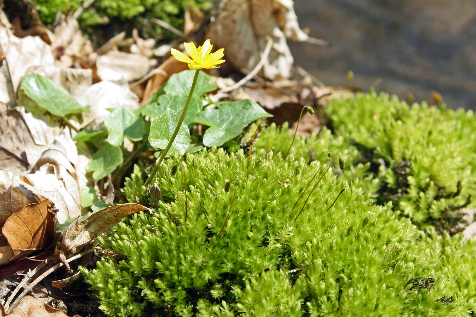 die Kraft der Natur