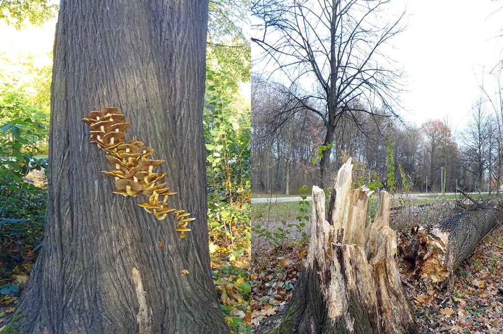 Die Kraft der Natur