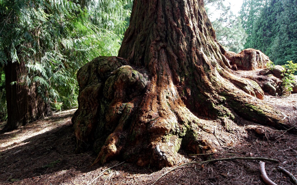 Die Kraft der Natur