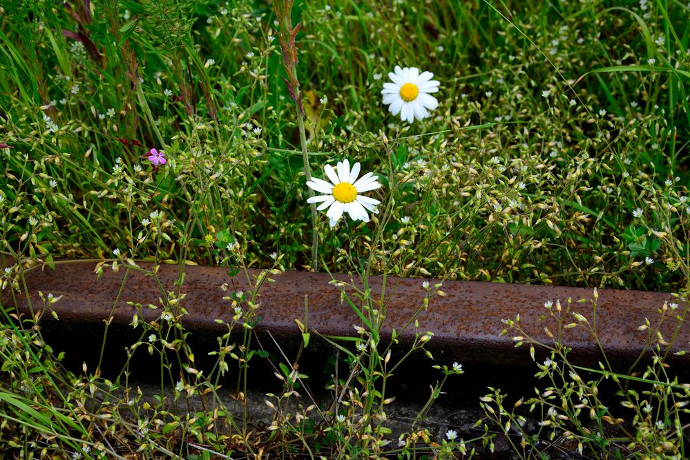 die Kraft der Natur....