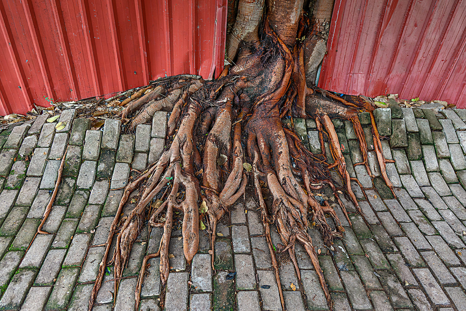 Die Kraft der Natur