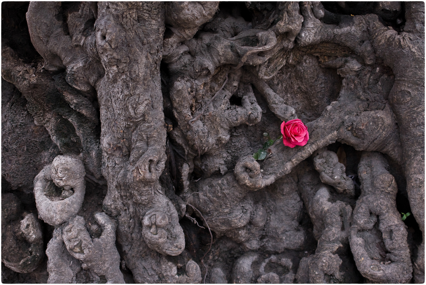 Die Kraft der Rose