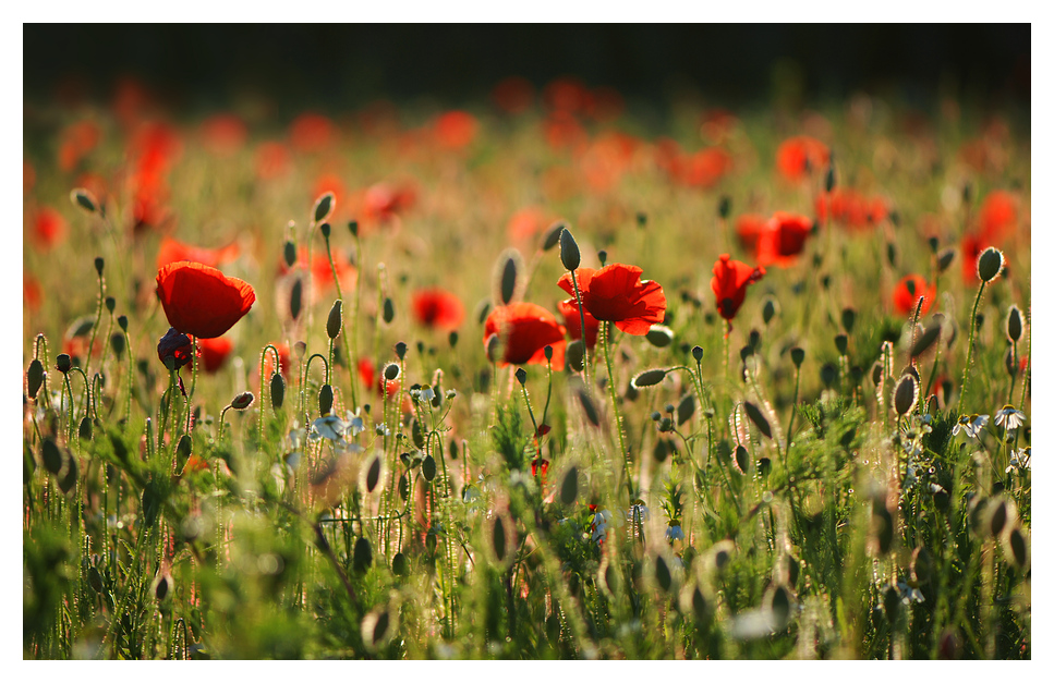 Die Kraft des Sommers