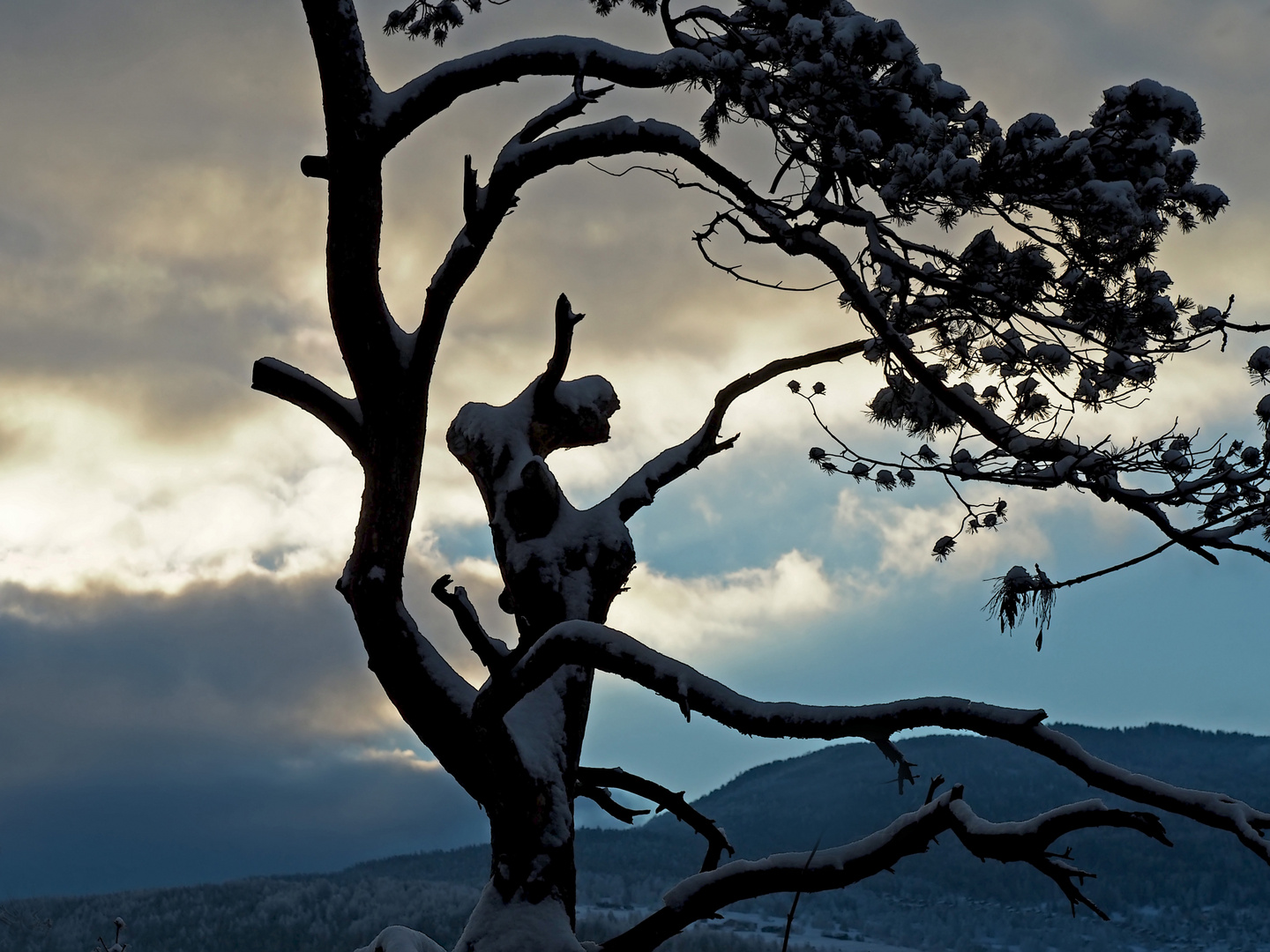 Die Kraft, die in einem Baum steckt... - La force qui réside dans un arbre...