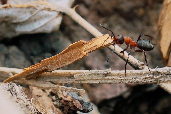 Die Kraft einer einzigen kleinen Ameise ... 