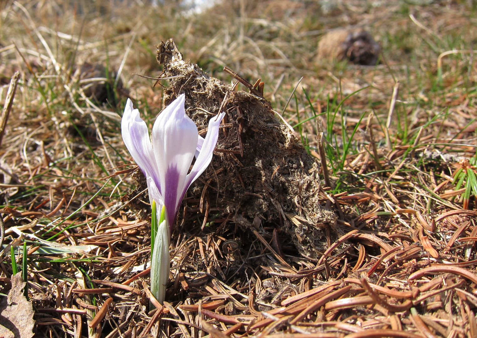 Die Kraft einer kleinen Blume ....