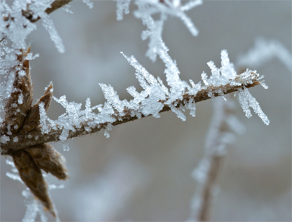 Die Krallen des Winters