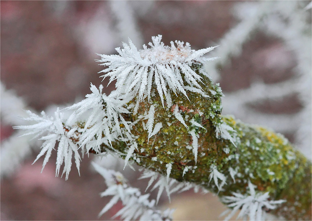 Die Krallen des Winters