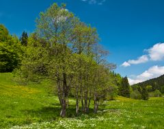 Die Kramerwiesen unterhalb des Breitenstein