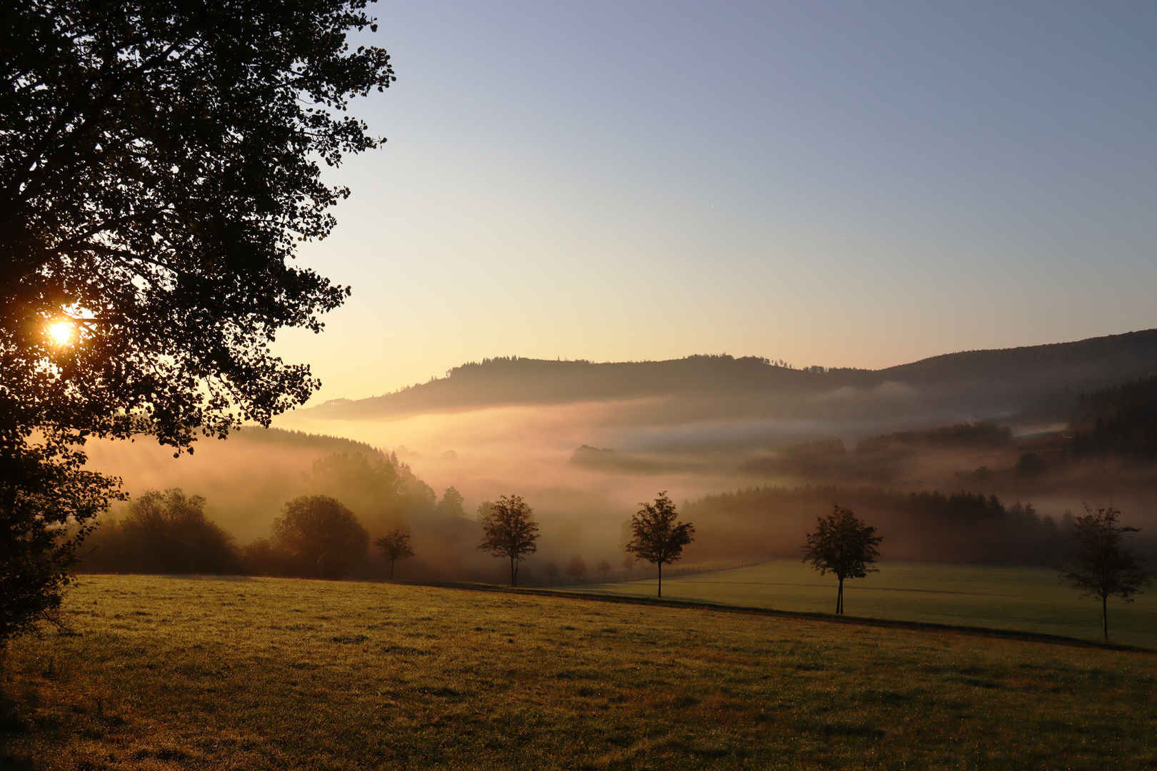 Die Kranebuche unter Nebel