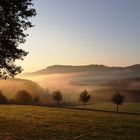 Die Kranebuche unter Nebel