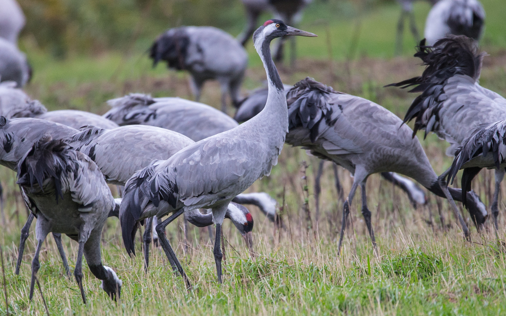 Die Kraniche... Foto & Bild | tiere, wildlife, wild lebende vögel Bilder auf fotocommunity