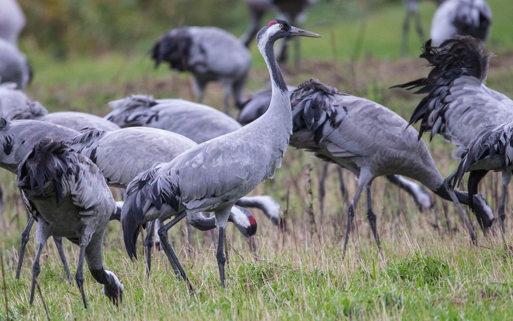 Die Kraniche... Foto & Bild | tiere, wildlife, wild lebende vögel Bilder auf fotocommunity