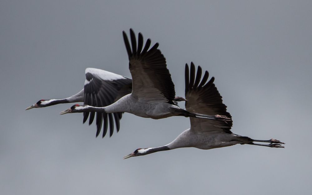 Die Kraniche... Foto & Bild tiere, wildlife, wild lebende vögel