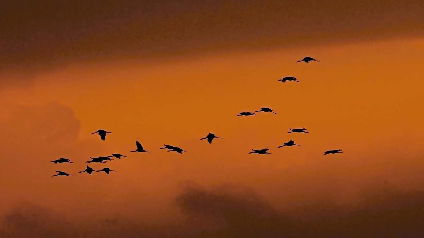 Die Kraniche fliegen