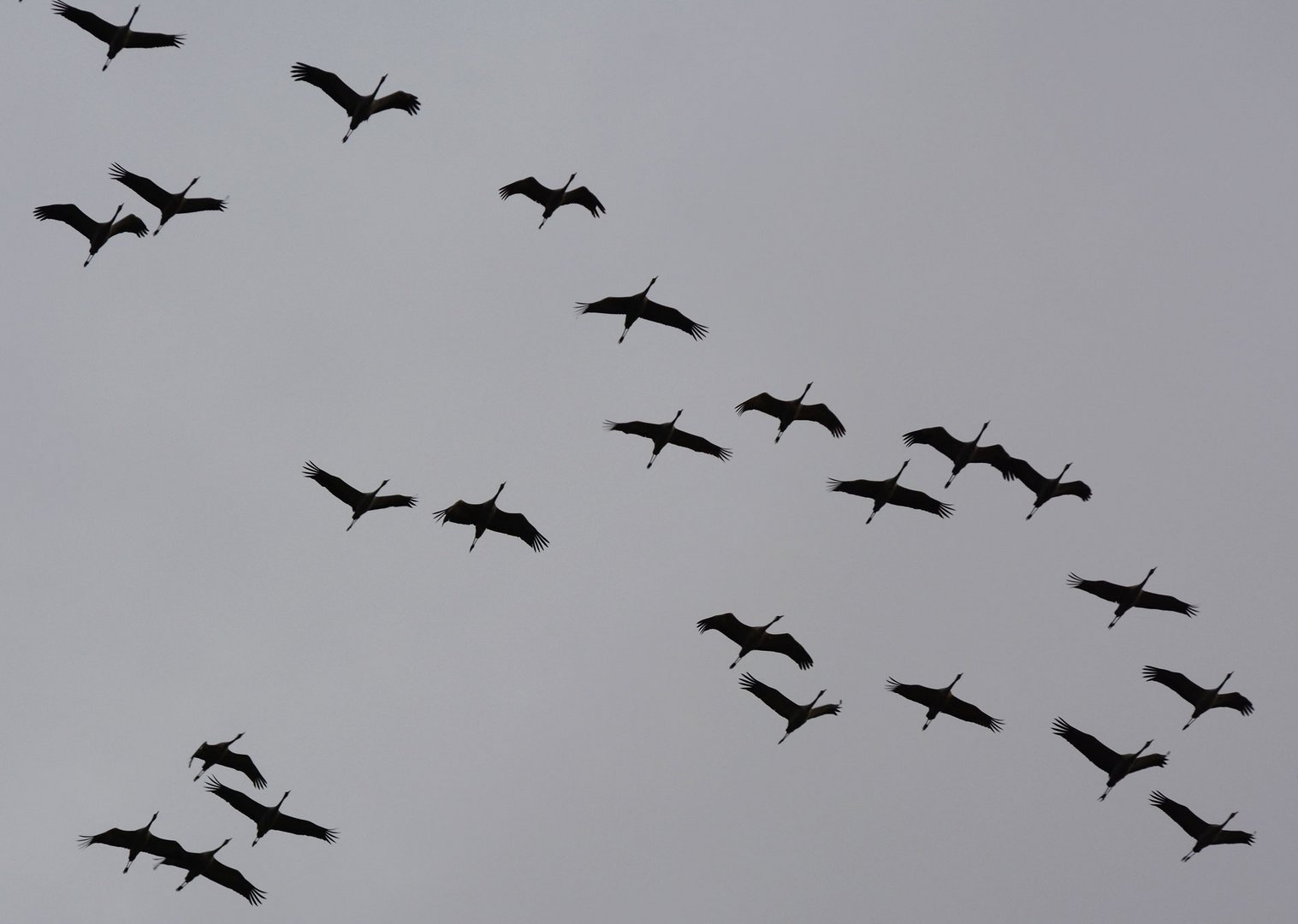 Die  Kraniche fliegen oft sehr nahe über unser Haus