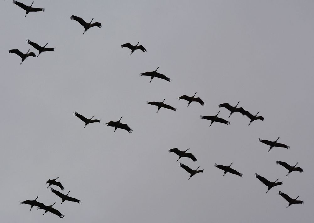 Die Kraniche fliegen oft sehr nahe über unser Haus Foto & Bild natur, emotionen, tiere Bilder Die Kraniche fliegen oft sehr nahe über unser Haus Foto & Bild natur, emotionen, tiere Bilder