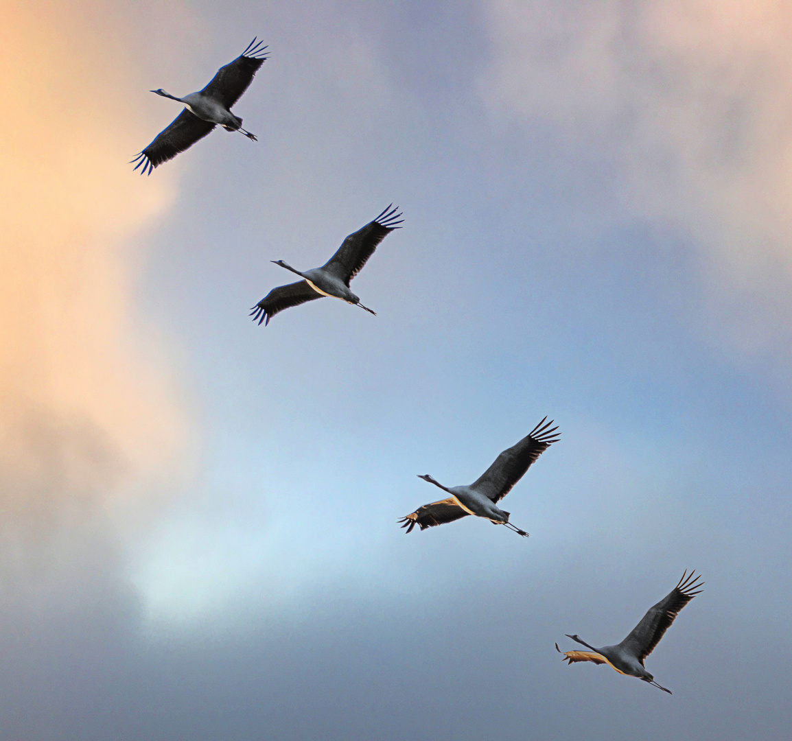 Die Kraniche fliegen wieder