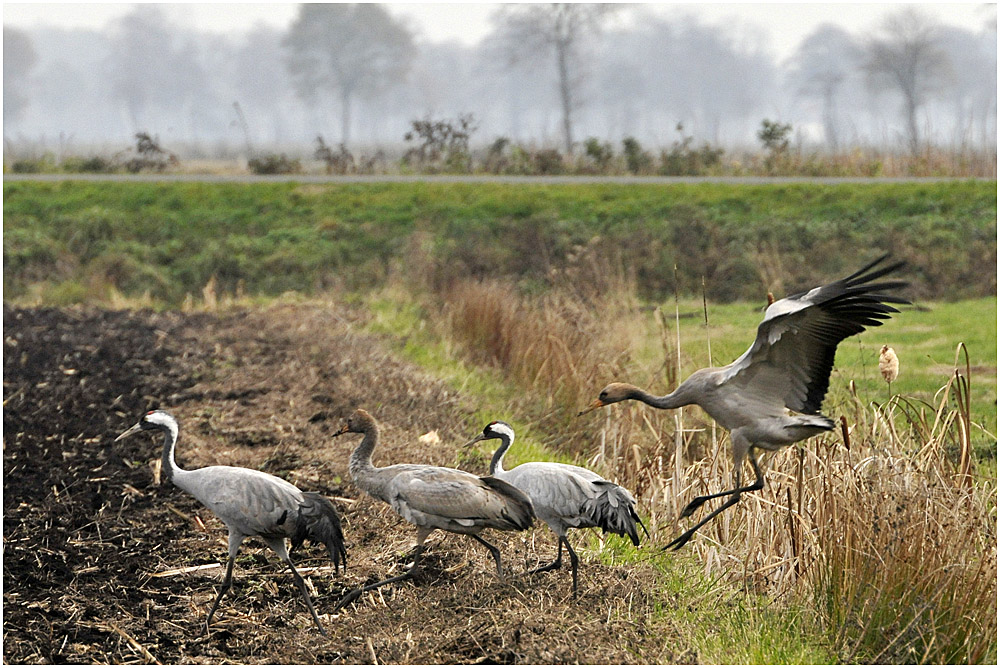 Die Kraniche (Gruidae) ...