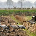 Die Kraniche (Gruidae) ...