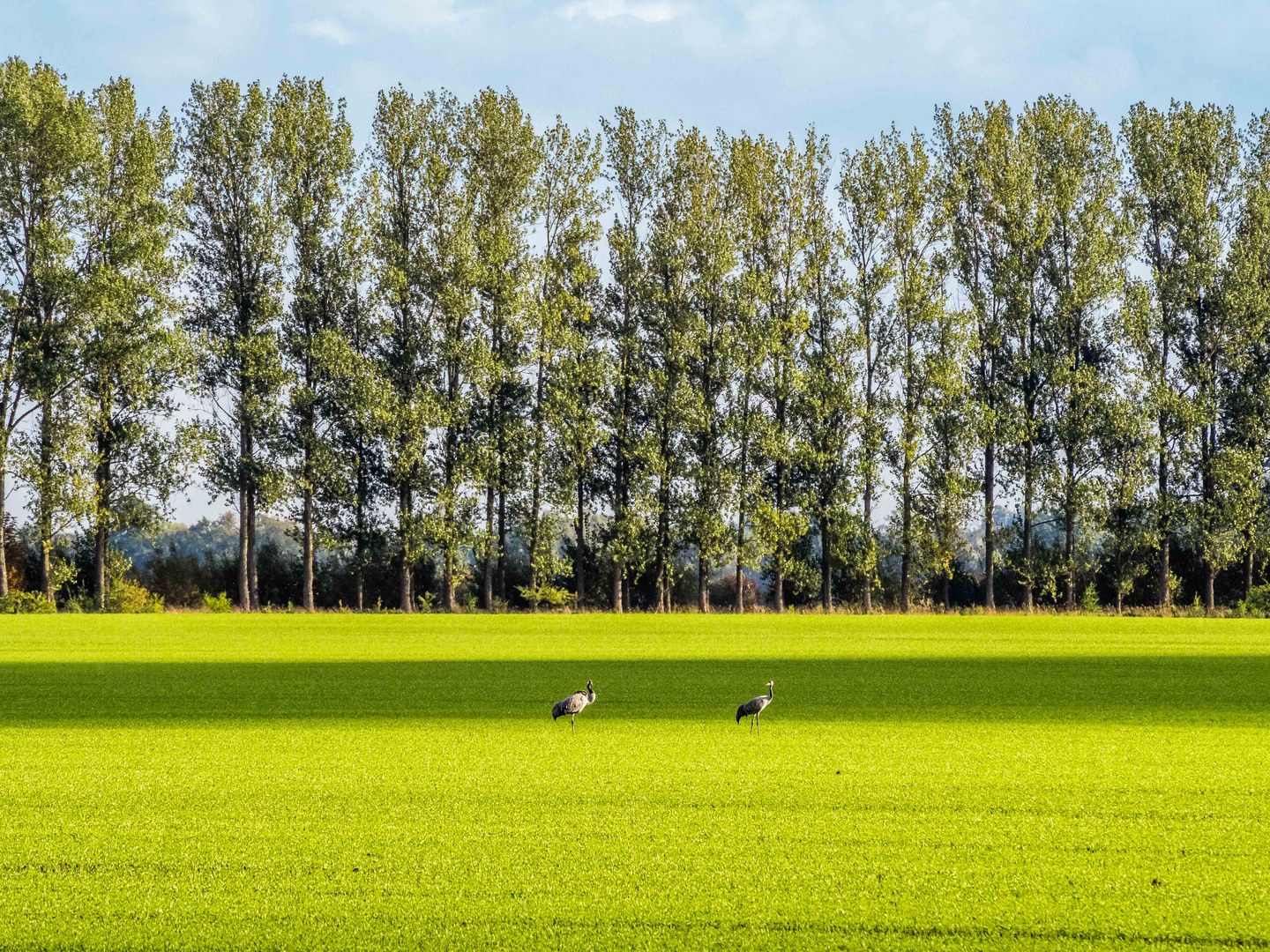 Die Kraniche von Linum (2)