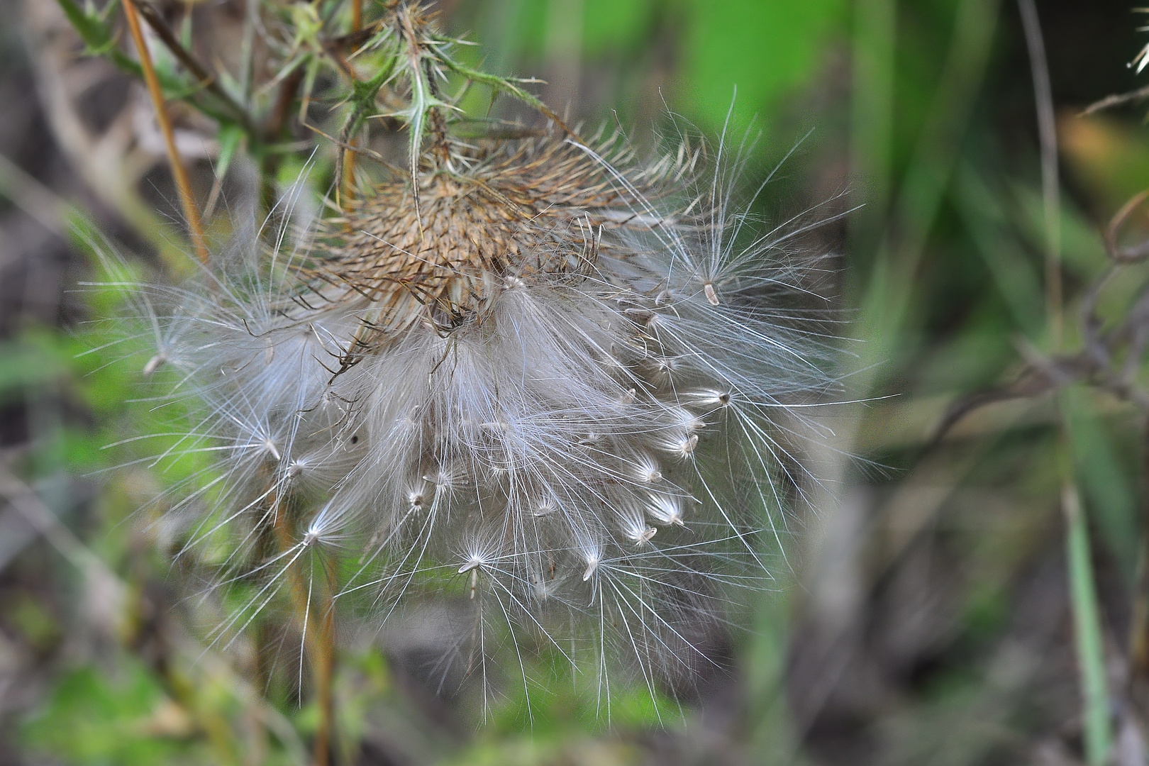 Die Kratzdistel.....