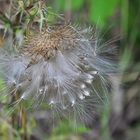 Die Kratzdistel.....