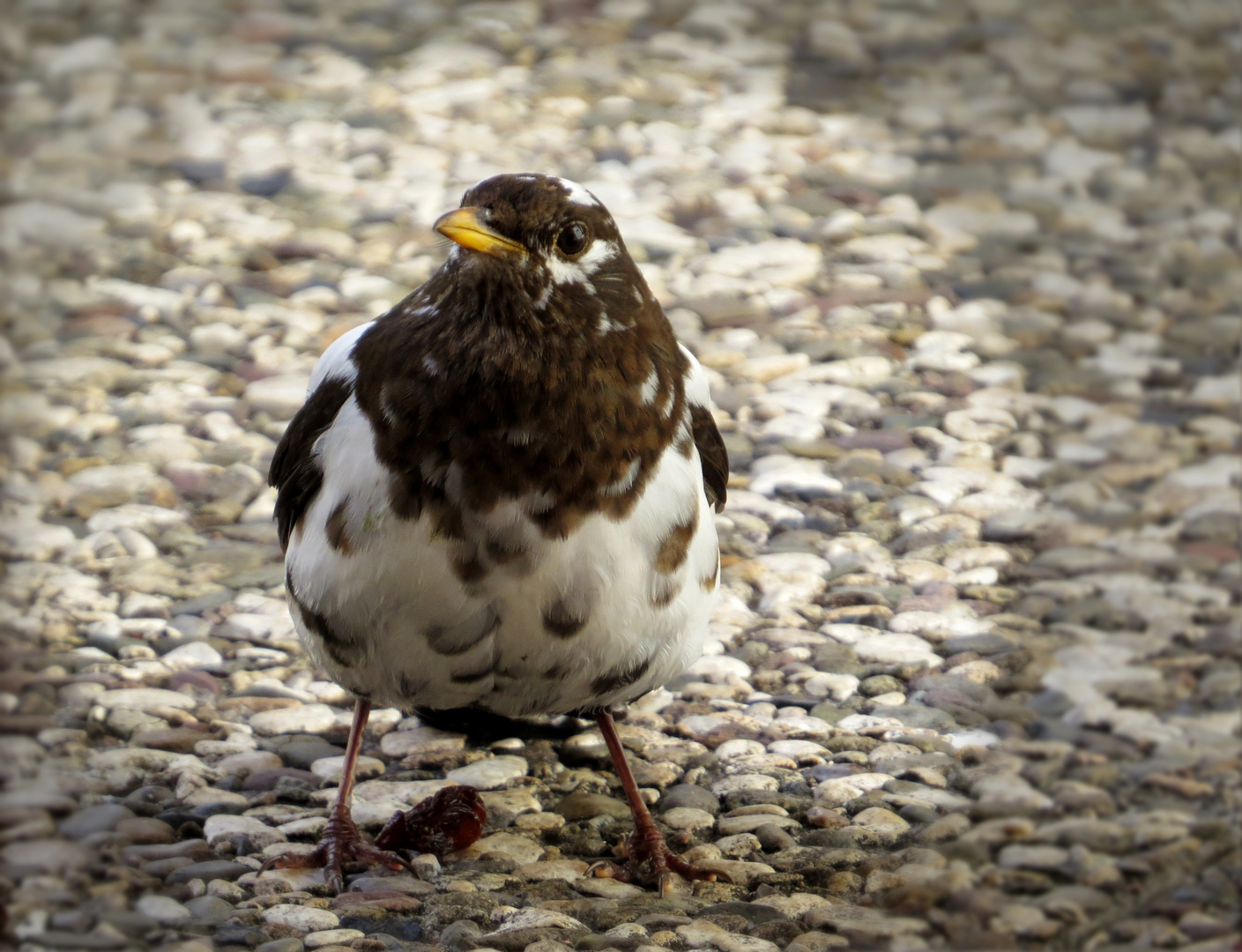 die Krawallamsel schaute