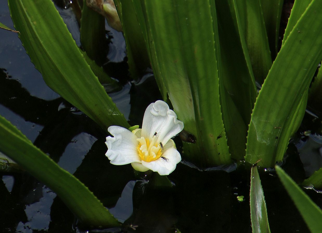 die Krebsschere... Foto & Bild sommer, frühling, natur Bilder auf