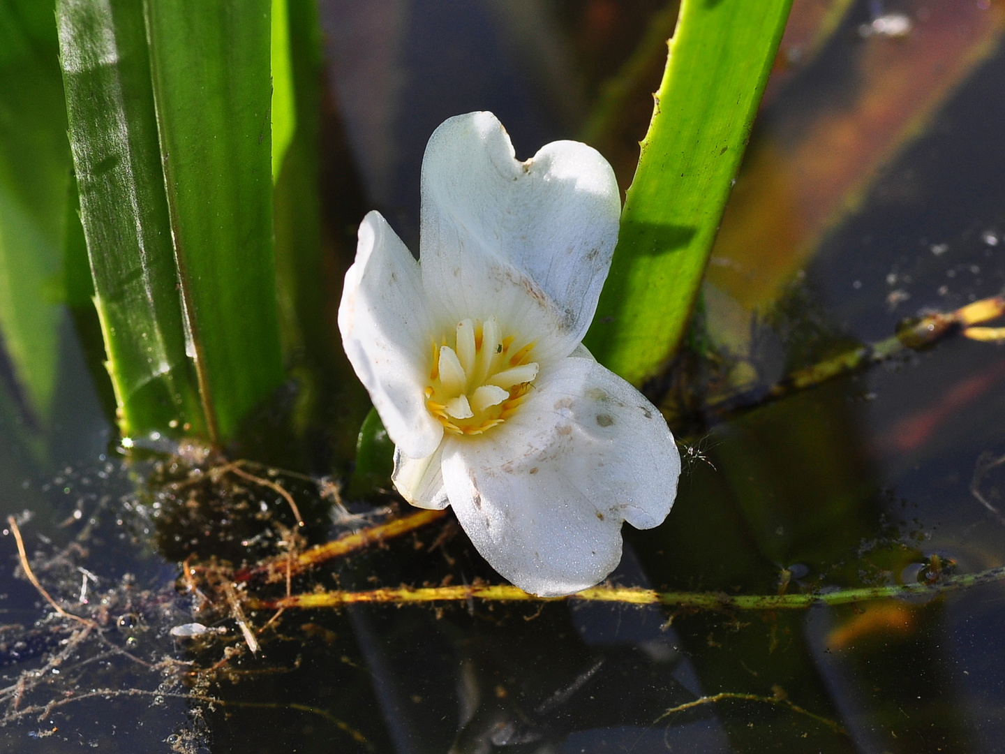 Die Krebsschere (Stratiotes aloides)