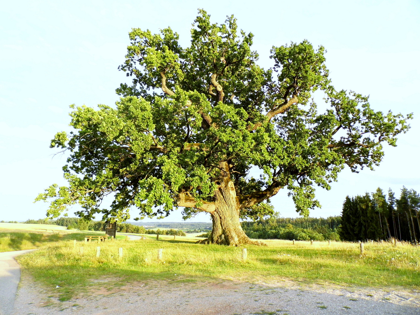 Die Kreuzeiche, einer der ältesten Bäume Deutschlands