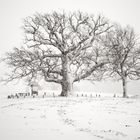 Die Kreuzeiche im Winter...