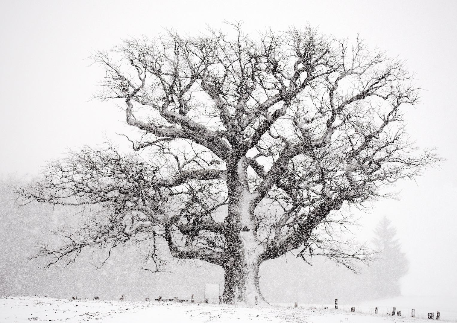 Die Kreuzeiche im Winter ist......