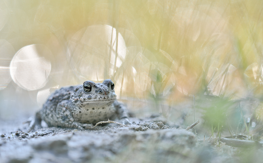 Die Kreuzkröte (Epidalea calamita, Synonym: Bufo calamita)[1] ist die einzige Art der Gattung Epidal