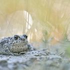 Die Kreuzkröte (Epidalea calamita, Synonym: Bufo calamita)[1] ist die einzige Art der Gattung Epidal