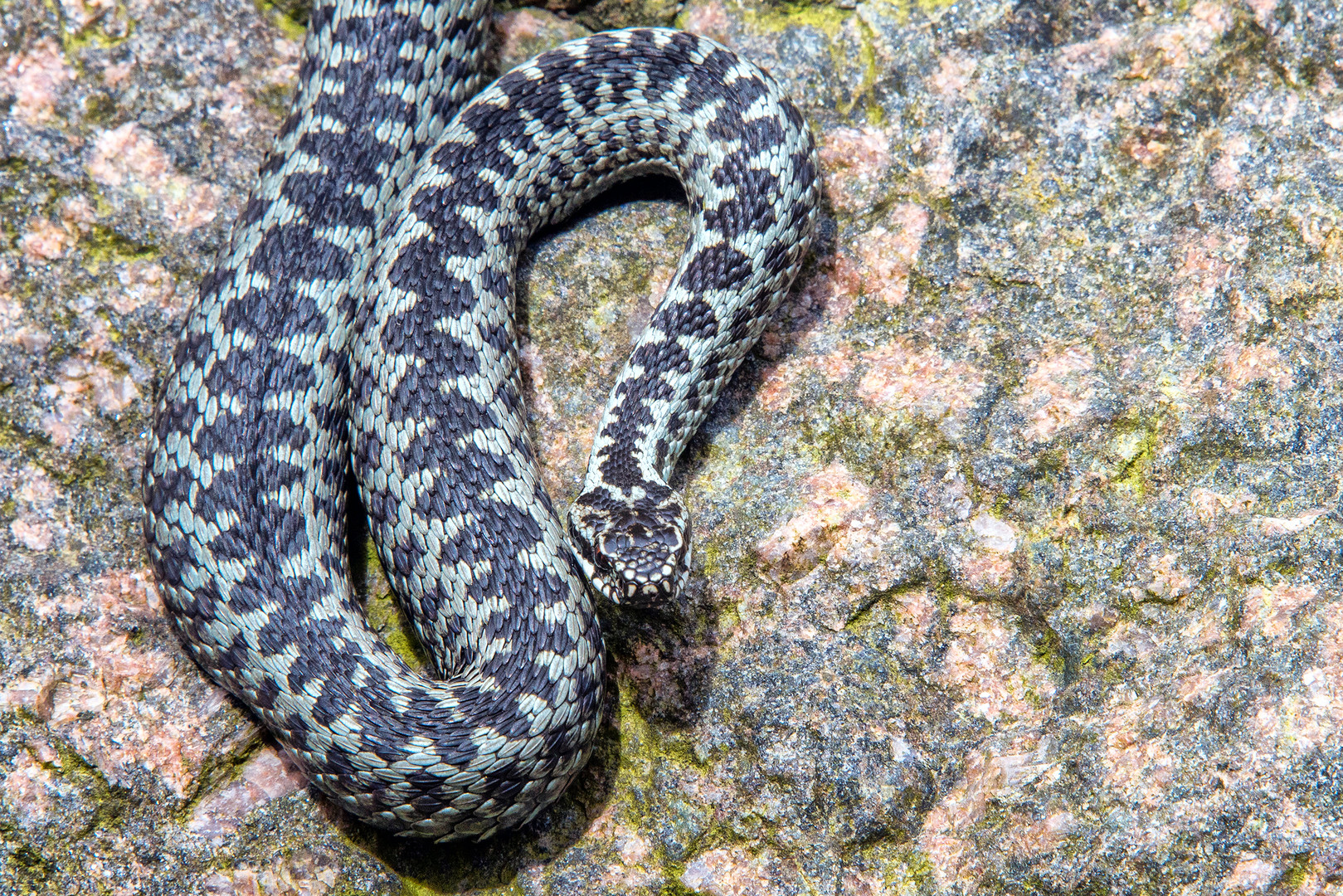 Bild von Kreuzotter: The Ultimate Guide to Drawing, Coloring, and Painting