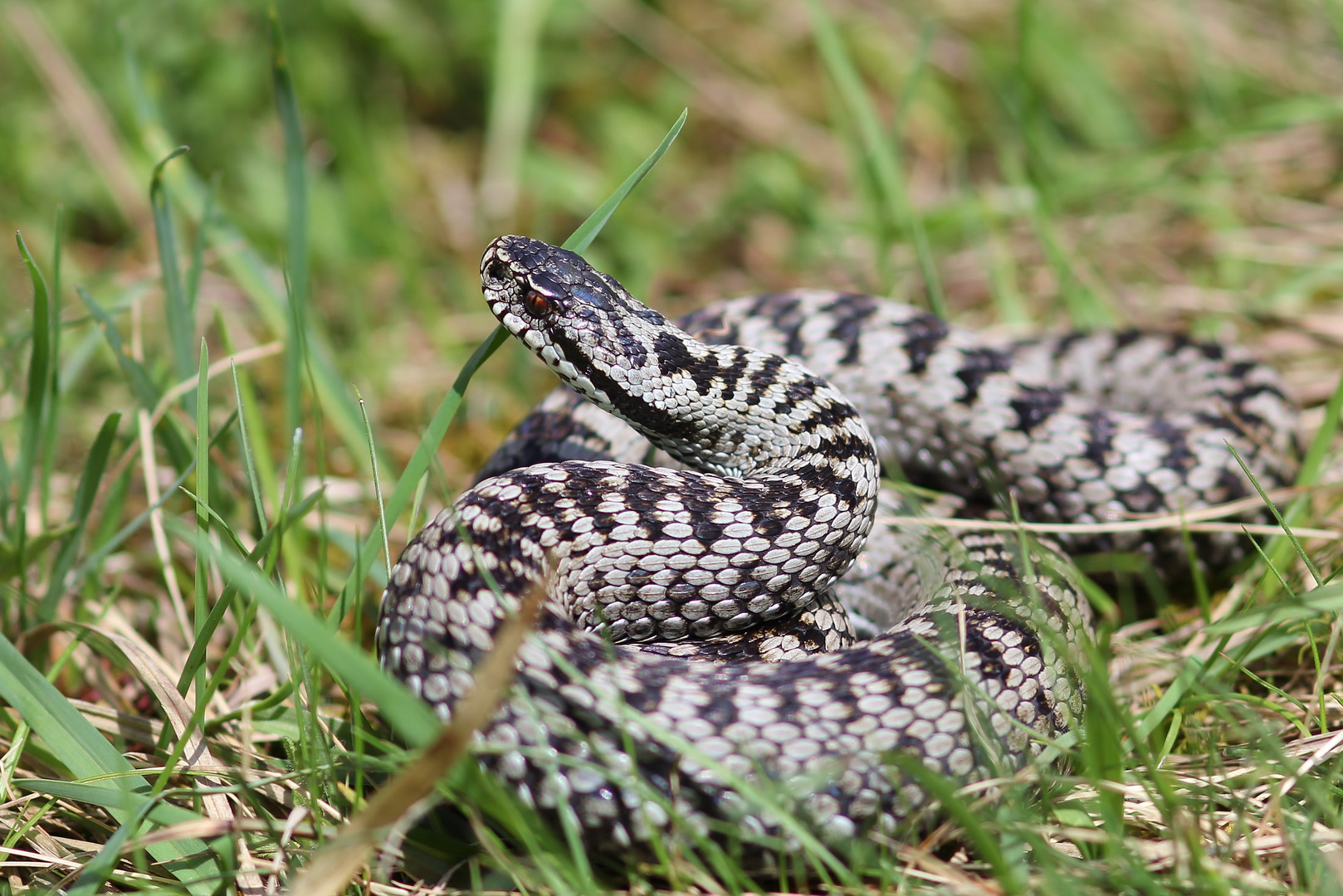 Die Kreuzotter (Vipera berus)