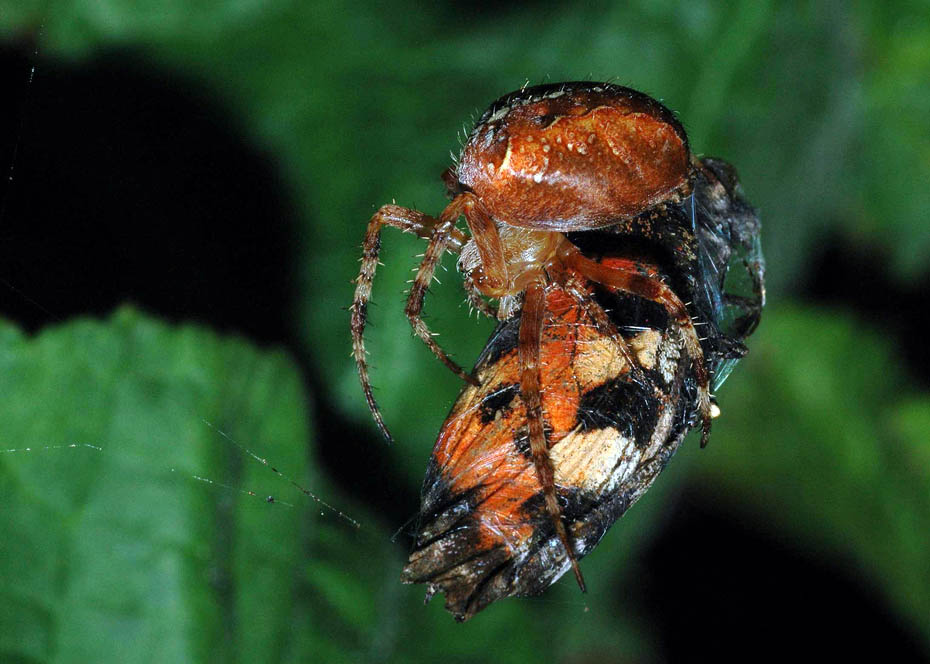 Die Kreuzspinne und der Schmetterling!