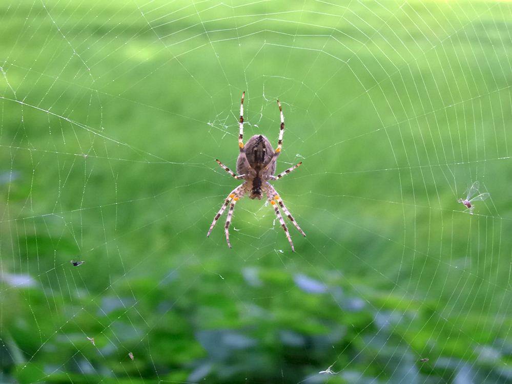 Die Kreuzspinne wartet auf den großen Fang